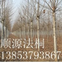 12公分法桐.14公分法桐