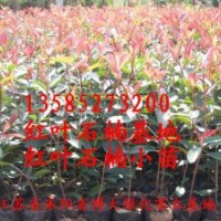 紅葉石楠價(jià)格報(bào)價(jià)/江蘇產(chǎn)地紅葉石楠價(jià)格報(bào)價(jià)