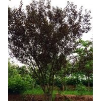 5--18公分紅葉李