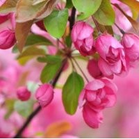 河北西府海棠,天源國(guó)慶大促銷,限時(shí)搶購(gòu)中