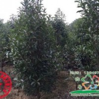 供應(yīng)法國冬青，法國冬青價格，法國冬青基地，河南法國冬青，潢川