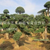 30公分造型小葉女貞 20公分小葉女貞造型樹(shù) 造型羅漢松