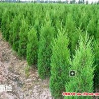 山西哪里有蜀檜、側(cè)柏