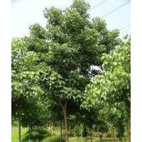 苗圃最新10公分重陽(yáng)木價(jià)格 12公分重陽(yáng)木價(jià)格