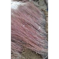 新疆楊，紅柳，沙棘，沙棗苗，胡楊，國槐，黑枸杞