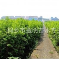 大量出售優(yōu)質(zhì)落羽杉