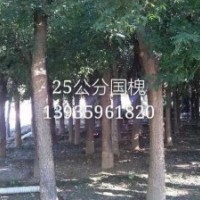 常年供應(yīng)1---45公分 國(guó)槐 皂角 臭椿