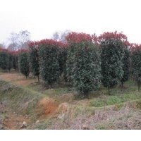 紅葉石楠價格 樹狀紅葉石楠 石楠柱