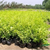 彩色綠化苗木金葉女貞黃葉女貞色塊專用苗木量大批發(fā)基地價格