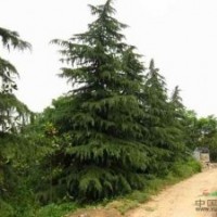 別稱香柏 寶塔松 番柏 喜馬拉雅山雪松 雪松價(jià)格改動(dòng)