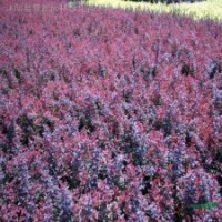 紫葉小波、小葉女貞、紅王子錦帶、紅葉石楠、金葉蕕