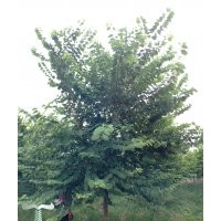 供應宮粉紫荊苗木