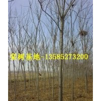 欒樹(shù)低價(jià)供應(yīng)：最新欒樹(shù)價(jià)格、最新欒樹(shù)圖片、欒樹(shù)基地