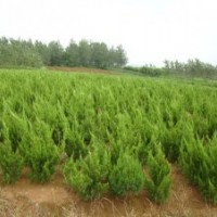 大量供應：龍柏,蜀檜,扶芳藤,衛(wèi)矛,檜柏,紅葉小檗