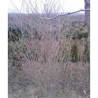 銷售蜀檜 龍柏球 木槿 紫葉桃 小葉女貞等