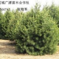 1米白皮松大量出售、1米白皮松大量低價(jià)供應(yīng)