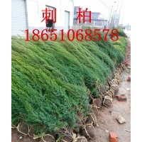 刺柏批發(fā)，刺柏價格，刺柏種植基地，賣刺柏