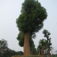 專供65公分大移栽湖南香樟樹，精品香樟樹，精品香樟基地