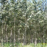 山西毛白楊 毛白楊價格 批發(fā)毛白楊