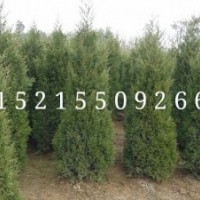 中國蜀檜基地龍柏基地