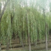 毛白楊、國(guó)槐、法桐、白蠟、107、椿樹(shù)、柳樹(shù)、榆樹(shù)、