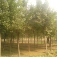 急售30公分國(guó)槐