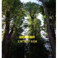 香樟 小香樟樹(shù)苗木供應(yīng)商 3公分5公分6公分香樟價(jià)格表