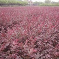 紅繼木0.65元，杜鵑0.55元，龜甲冬青0.45元