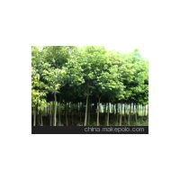 泉州天竺桂、莆田天竺桂、南平天竺桂、廈門天竺桂