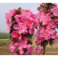 北美海棠苗，高原之火海棠苗，大葉北美海棠苗