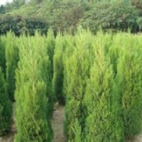 2015年供應蜀檜高2至3米，2米10元