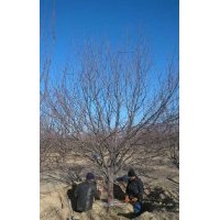 正宗的八棱海棠產(chǎn)地在哪里