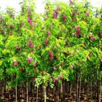 供應(yīng)各種規(guī)格紫穗槐，紅花槐，杏花槐