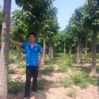 低價供應(yīng)楸樹