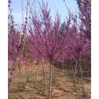 供應紫荊