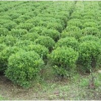 供應(yīng):大葉黃楊，小葉黃楊，大葉黃楊球，冬青球
