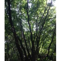 供應(yīng)大型綠化樹蒙古櫟，叢生蒙古櫟等