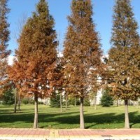 成都優(yōu)質(zhì)水杉價(jià)格