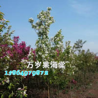 萬歲果海棠你知道嗎？