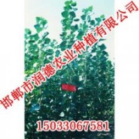 邯鄲107楊【邯鄲潤德農(nóng)業(yè)】107楊價(jià)格