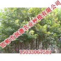 河北速生楊【邯鄲潤德農(nóng)業(yè)】速生楊價(jià)格