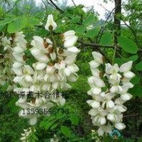 50公分以上刺槐小苗大量低價(jià)優(yōu)惠出售