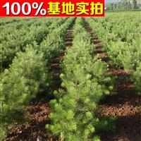 供應(yīng)油松，白皮松，華山松，石榴樹