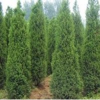 常年提供蜀檜價格 2.8米蜀檜現(xiàn)在什么價