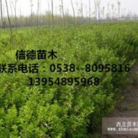 大量供應冬青樹苗