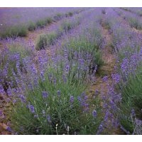 薰衣草，鼠尾草，柳葉馬鞭草