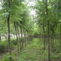 榆葉梅紫葉矮櫻金銀木丁香紅瑞木迎春連翹紫葉李帖梗海棠丁香