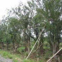 今年26公分樸樹價格供應(yīng) 叢生20公分樸樹價格