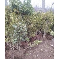 石楠小苗茶花桂花