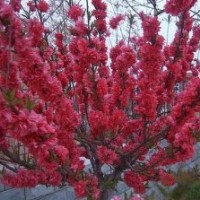 碧桃（各種品種大小規(guī)格）